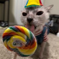 lolipop